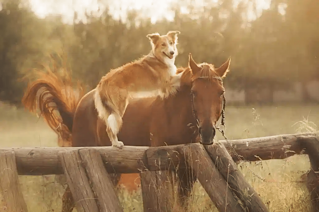 5 Tips to Keep Your Dogs Safe Around Horses (and vice versa!) Good Horse