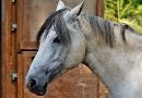 grey horse head